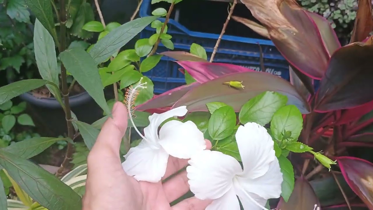 Venha conhecer minhas flores de hibisco 🌺