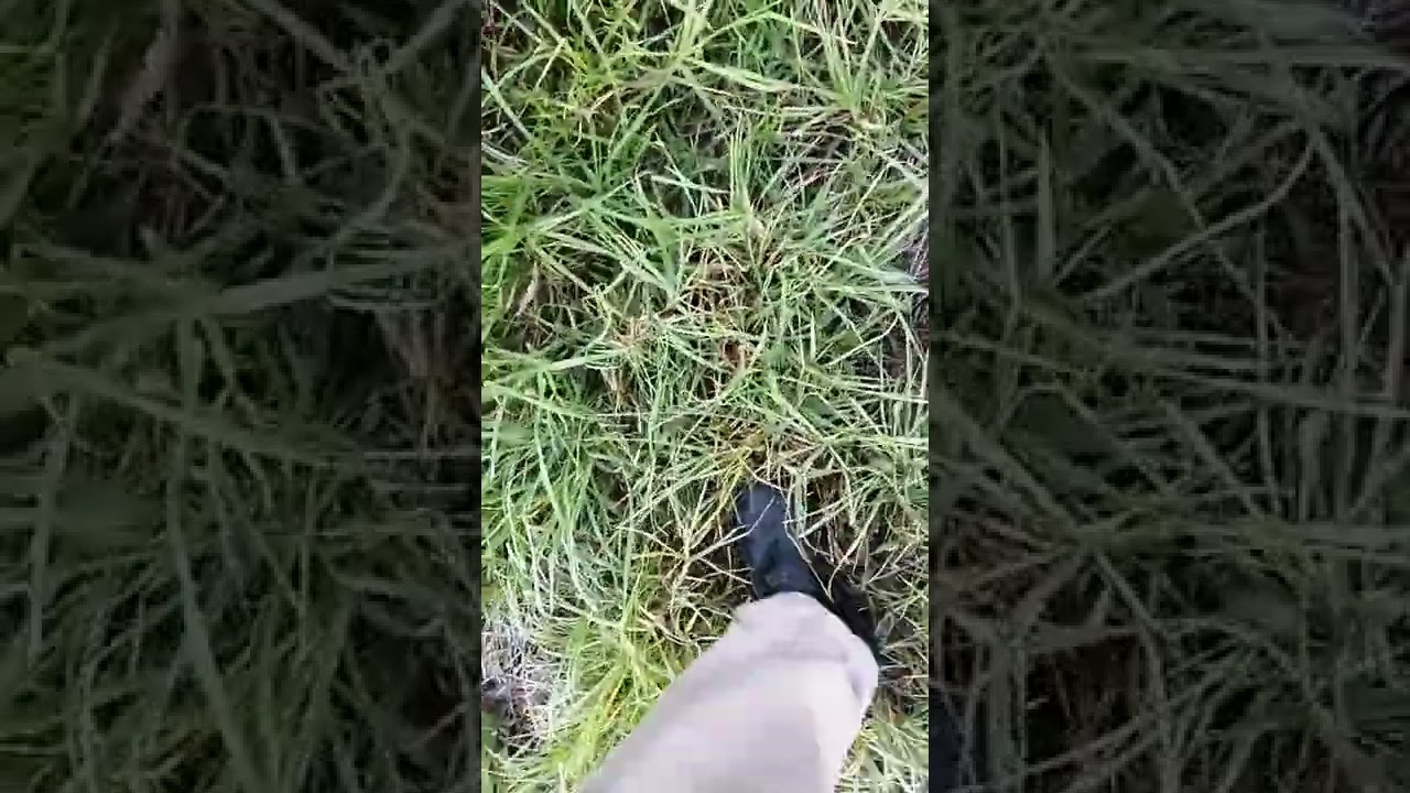 CORTANDO PENCAS PARA LA EXQUISITA BARBACOA GRANADOS MENESES
