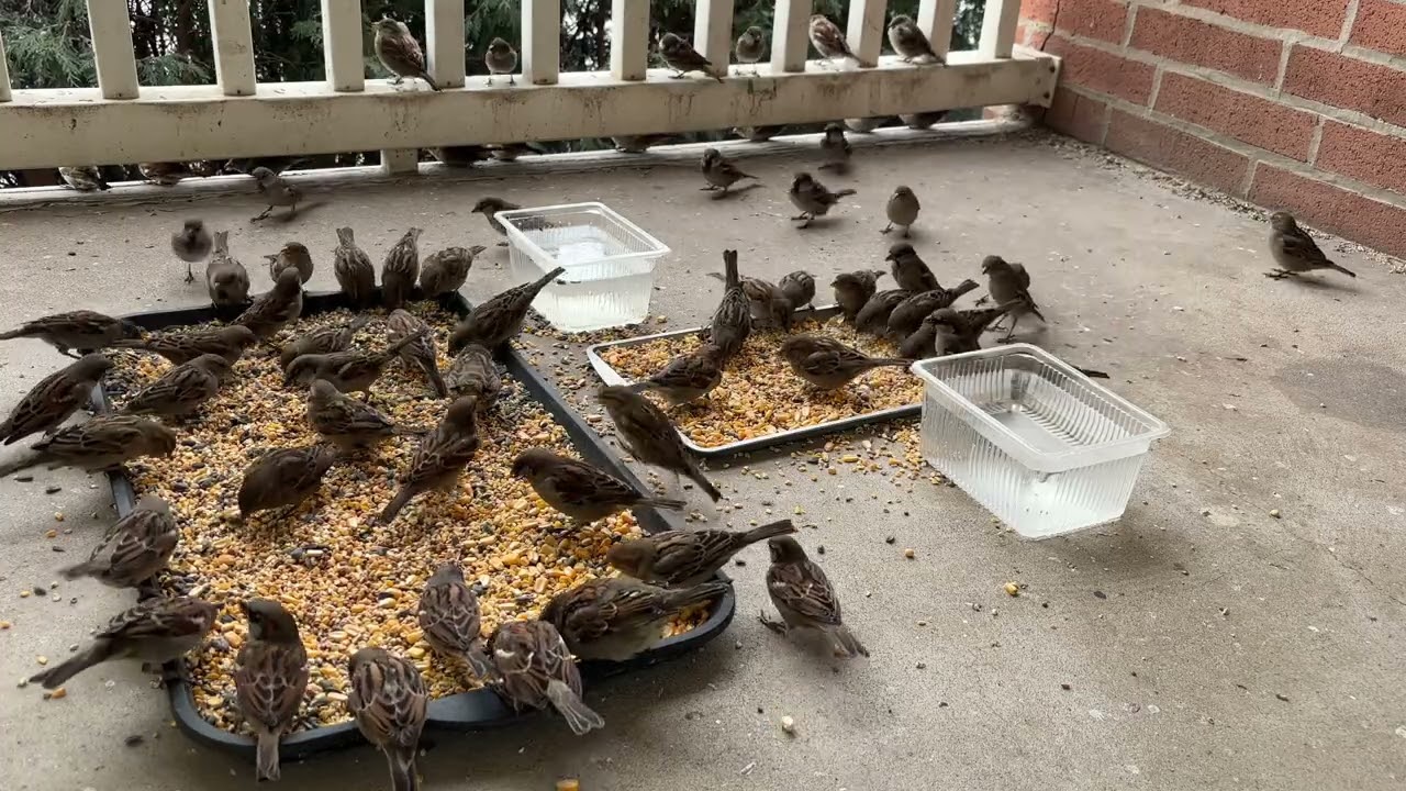 #Day10 | Birds and Squirrels Eating in Peace - I love to watch them🐦🐿️