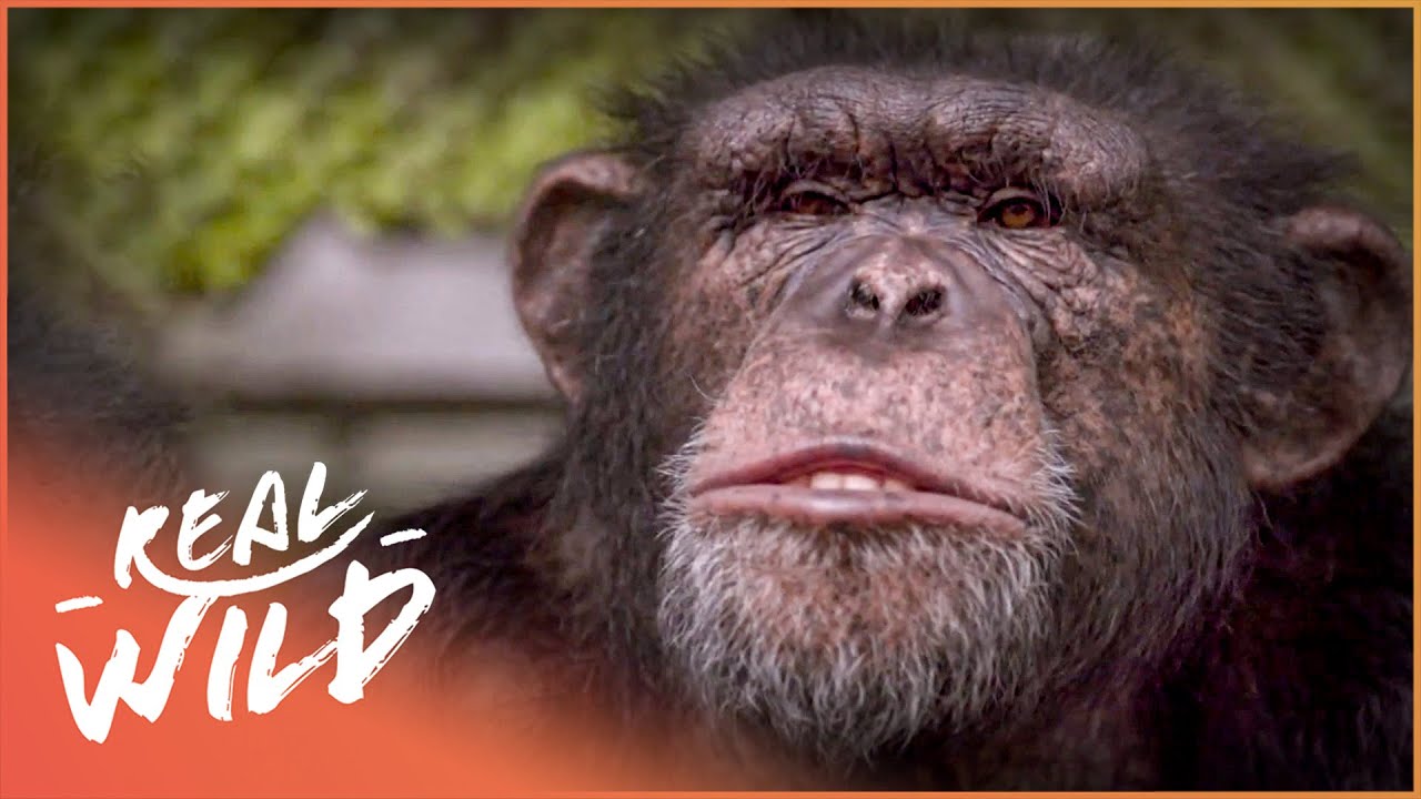 This Is What Happens To Famous Animals When They Retire | See No Evil | Real Wild