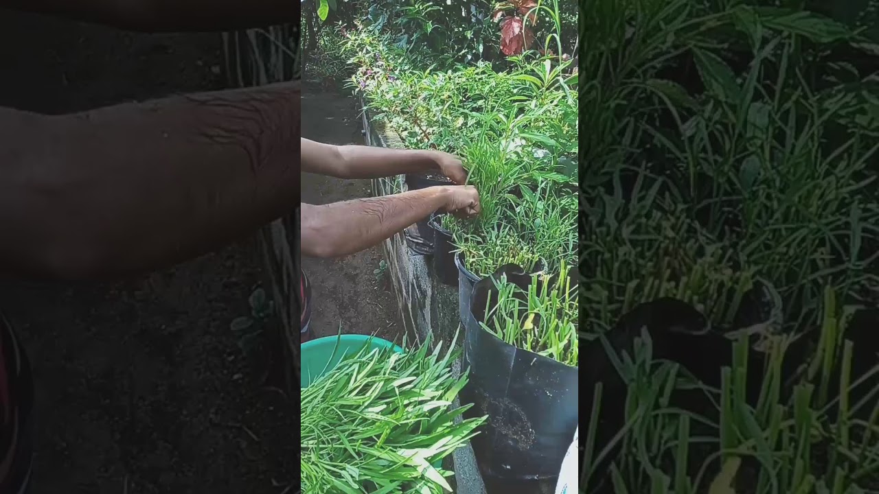 කන්කුන්  ගෙදර කැමට. වසවිසෙන් තොරයි. KANKUN cultivation