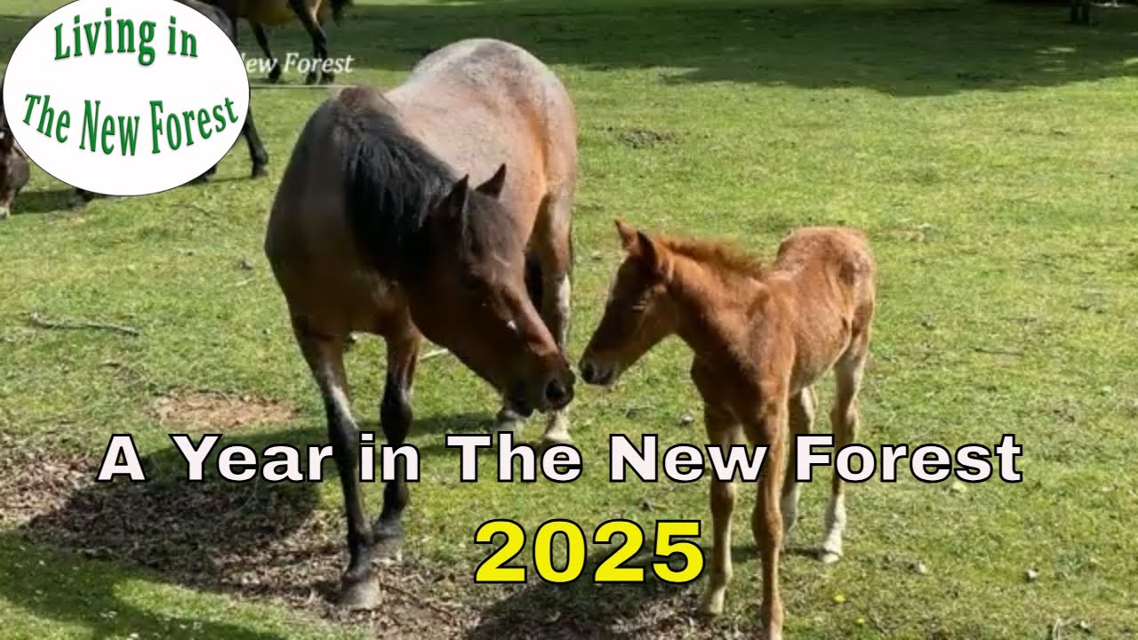 2025 - A Year in The New Forest #livinginthenewforest #dontfeedtheponies
