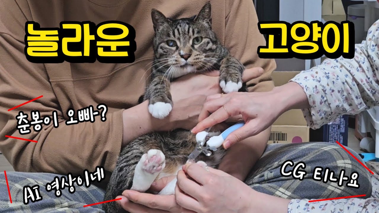 진짜 고양이라고..? 너무 순해서 오해 받는 고양이(ft.춘봉이)