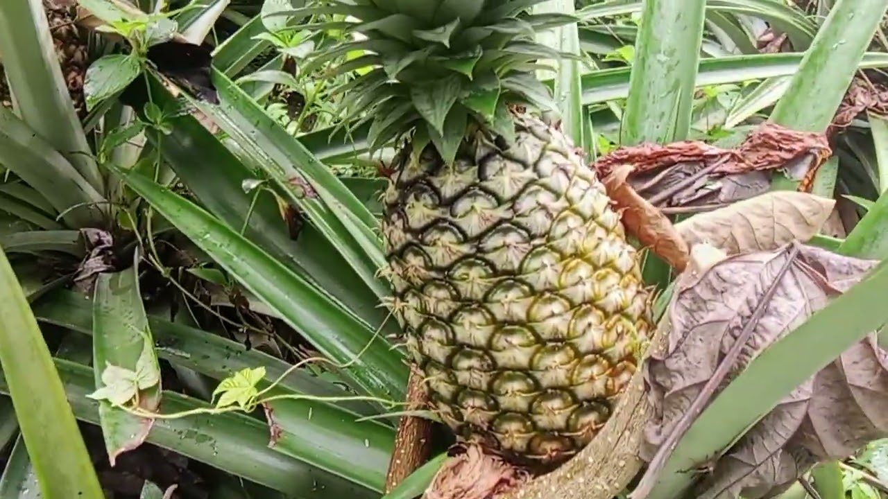 Panen nanas yang sudah matang