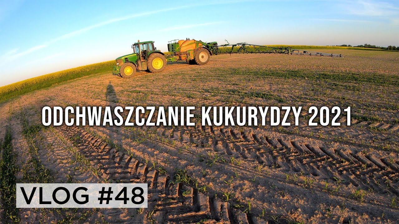 Odchwaszczanie kukurydzy - John Deere 6930 i Amazone UX 3200 | VLOG #48