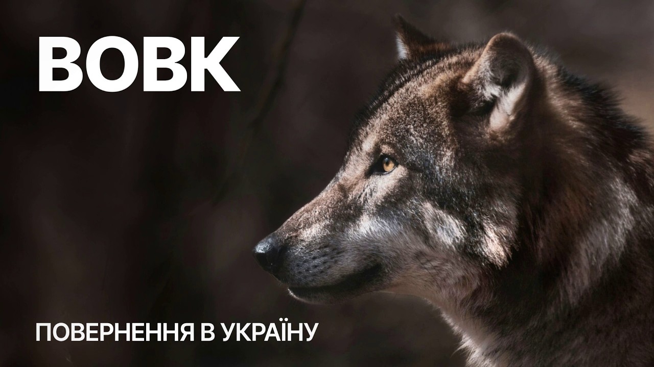 Анатомія домінування: як працює вовча ієрархія?