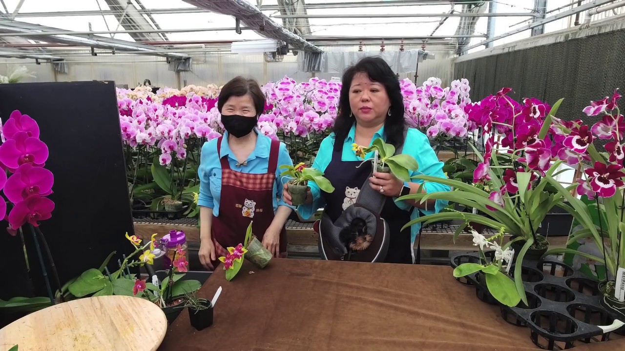Norman Fang Live!  Episode 10- After Blooming Orchid Care