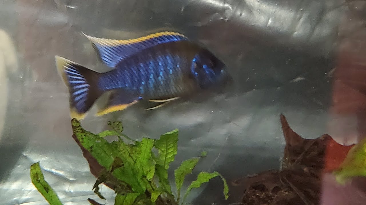 An African Cichlid female holding fry using a Ziss Box to keep them safe