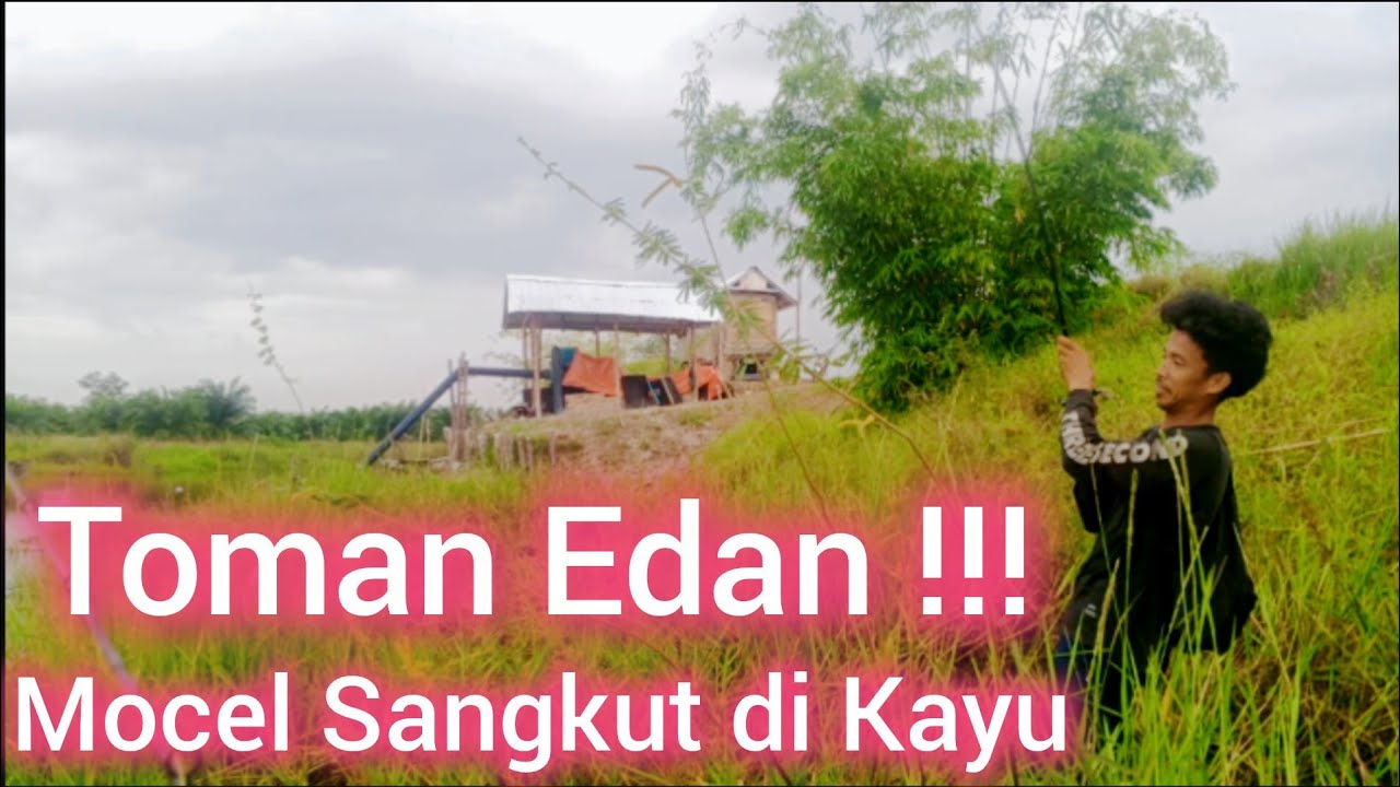 Toman Edan ‼️Mocel Gara-Gara Sangkut | Fishing | Casting Toman #fishing #castingtoman