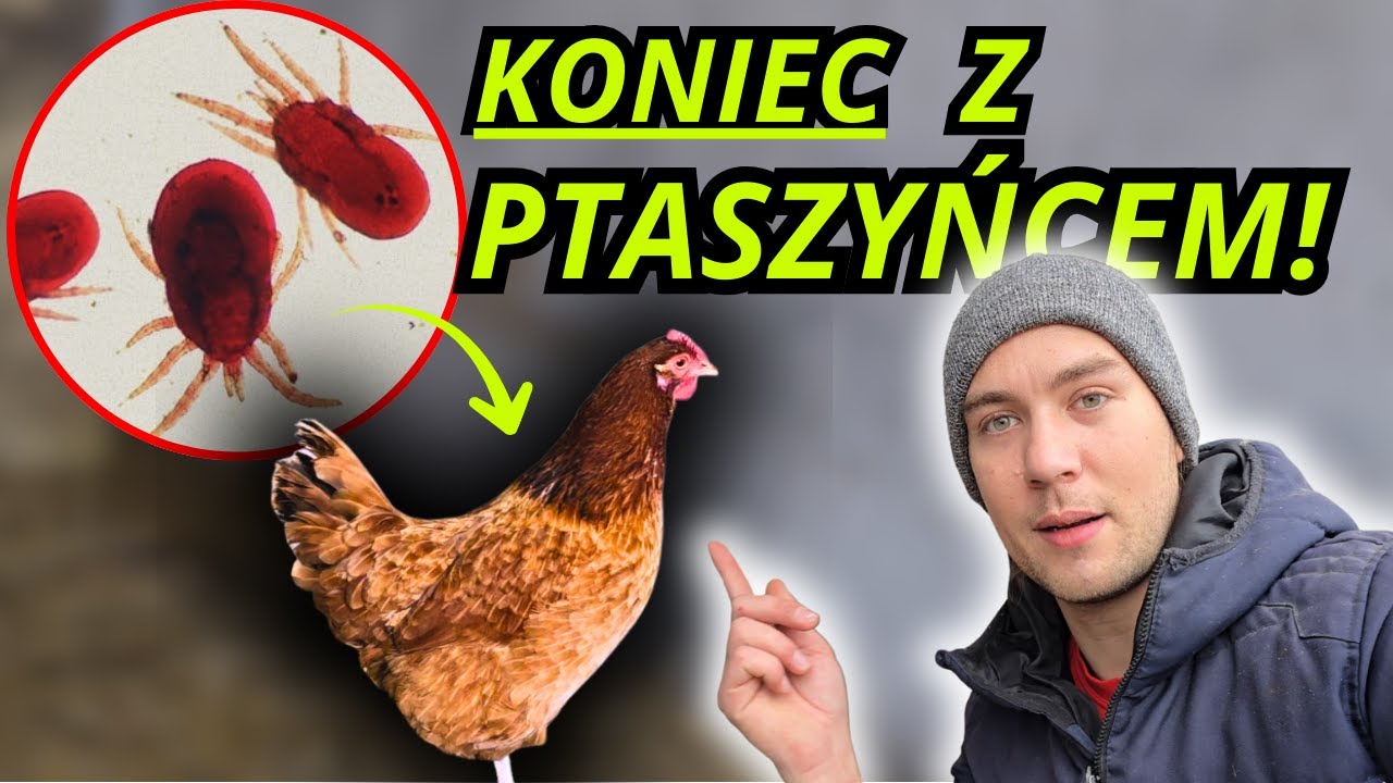 Pozbyliśmy się PTASZYŃCA z kurnika... IDEALNY SPOSÓB! akcja kurnik