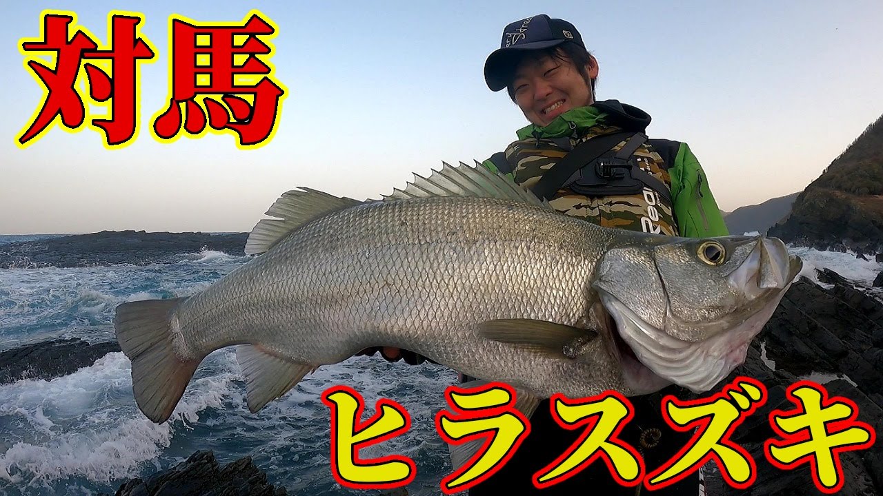 【ヒラスズキ】対馬のポテンシャルがマジで半端ない