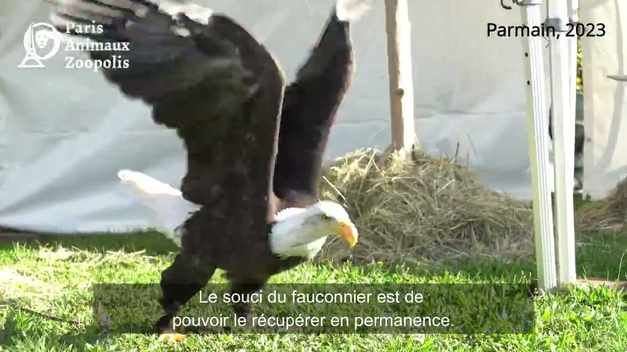 Témoignage d'un fauconnier / rapaces captifs