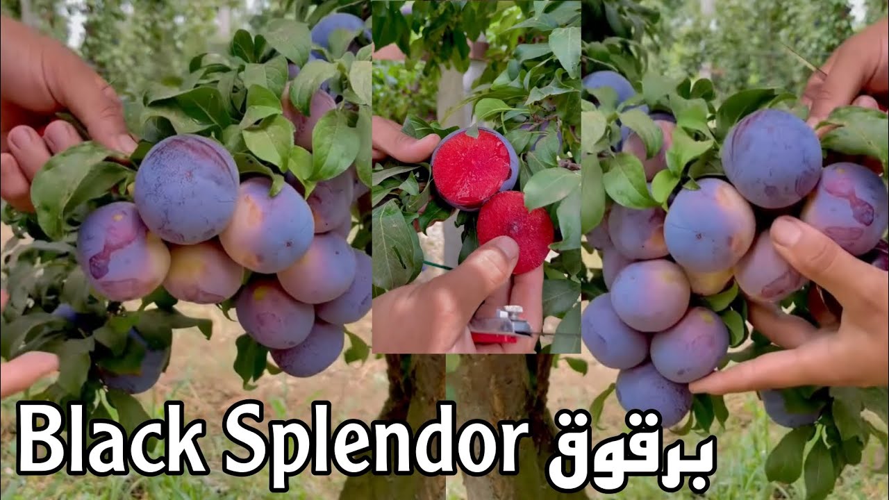 صنف برقوق جديد أثبت نتائج عالية في الانتاج والجودة زراعة تكثيفية Nouvelle variété de plumes