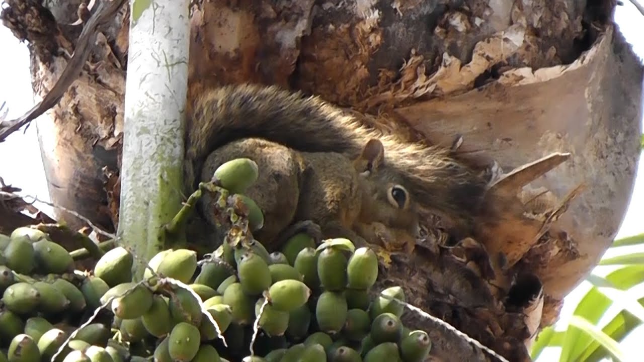 Esquilo Caxinguel&ecirc; | Serelepe (Sciurus aestuans)