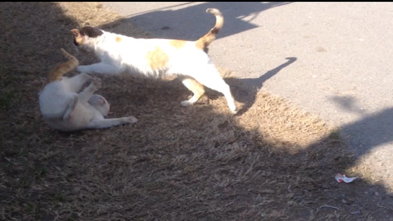 Mother Cat Attacking Her Kitten | Feral Kitten Nyam Nyam |