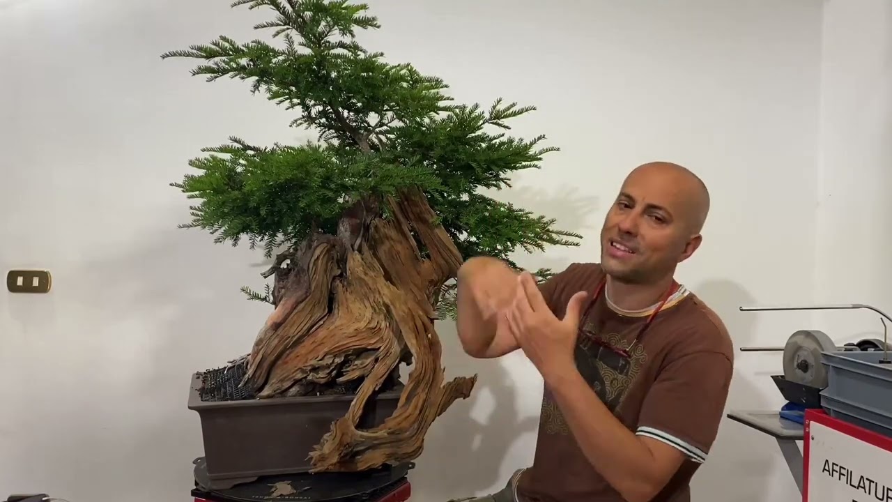 Potatura di un grosso bonsai di tasso (taxus baccata) - yew pruning (taxus baccata)
