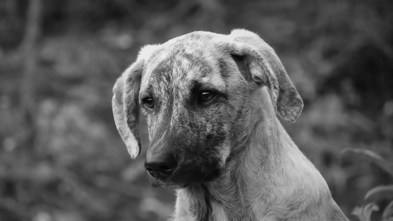 Cute Dog video, Click to watch the video of the beautiful and attractive cute dog  video (Ctv cinx)