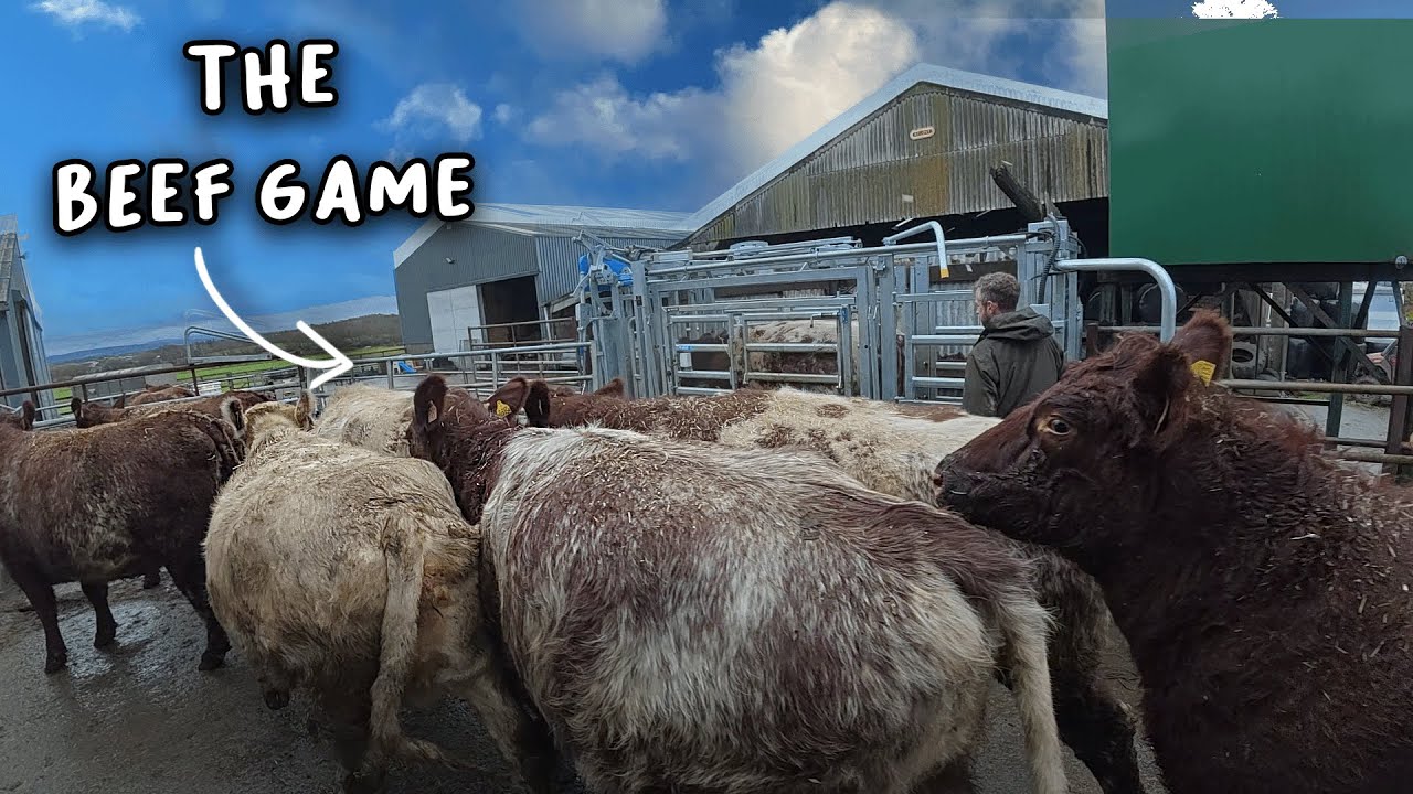 We bought more COWS