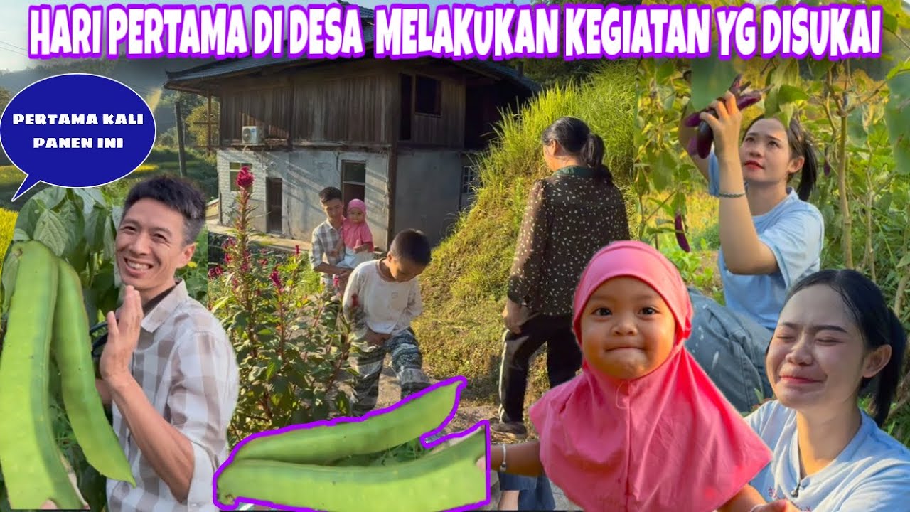 SAMPAI DI DESA LANGSUNG MELAKUKAN KEGIATAN YANG SANGAT DIRINDUKAN, PANEN  SAMBIL BERMAIN DENGAN ANAK