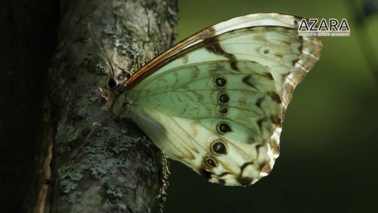 Fauna neotropical - Mariposa bandera argentina