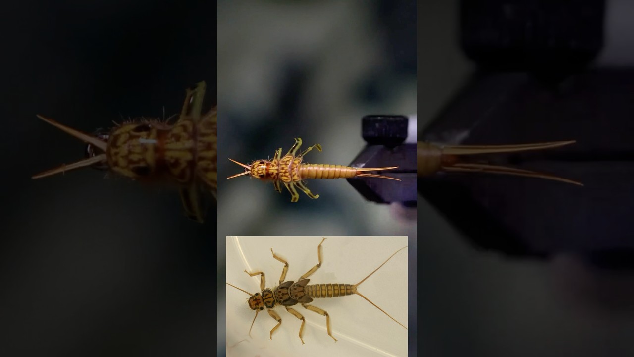 Is this even fly tying??
