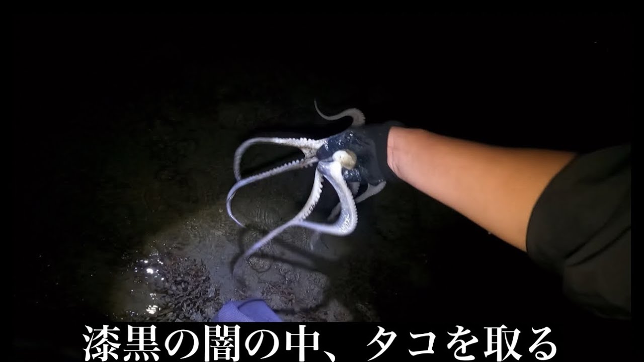 【イザリ】タマン、ガーラの餌を取りに夜の海へ