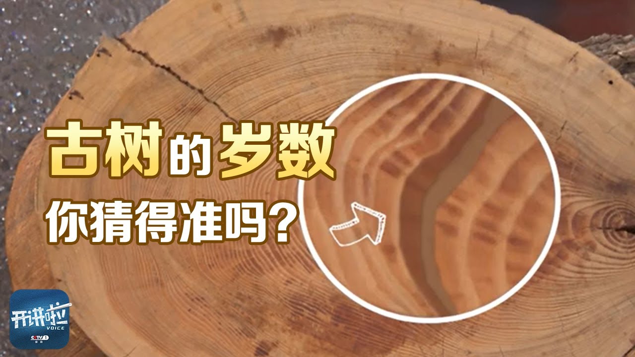 快看！古树的年轮上刻了这么多信息 | 开讲啦 The Voice