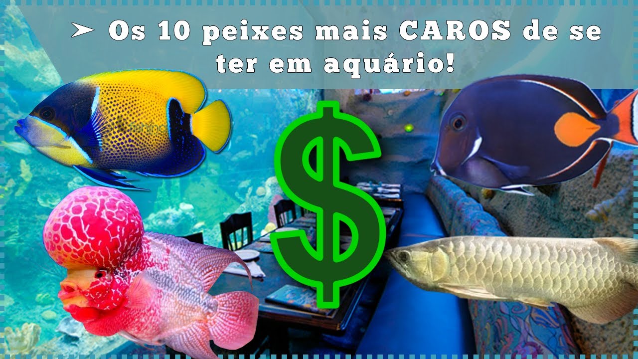 Os 10 peixes mais CAROS de se ter em aquário!