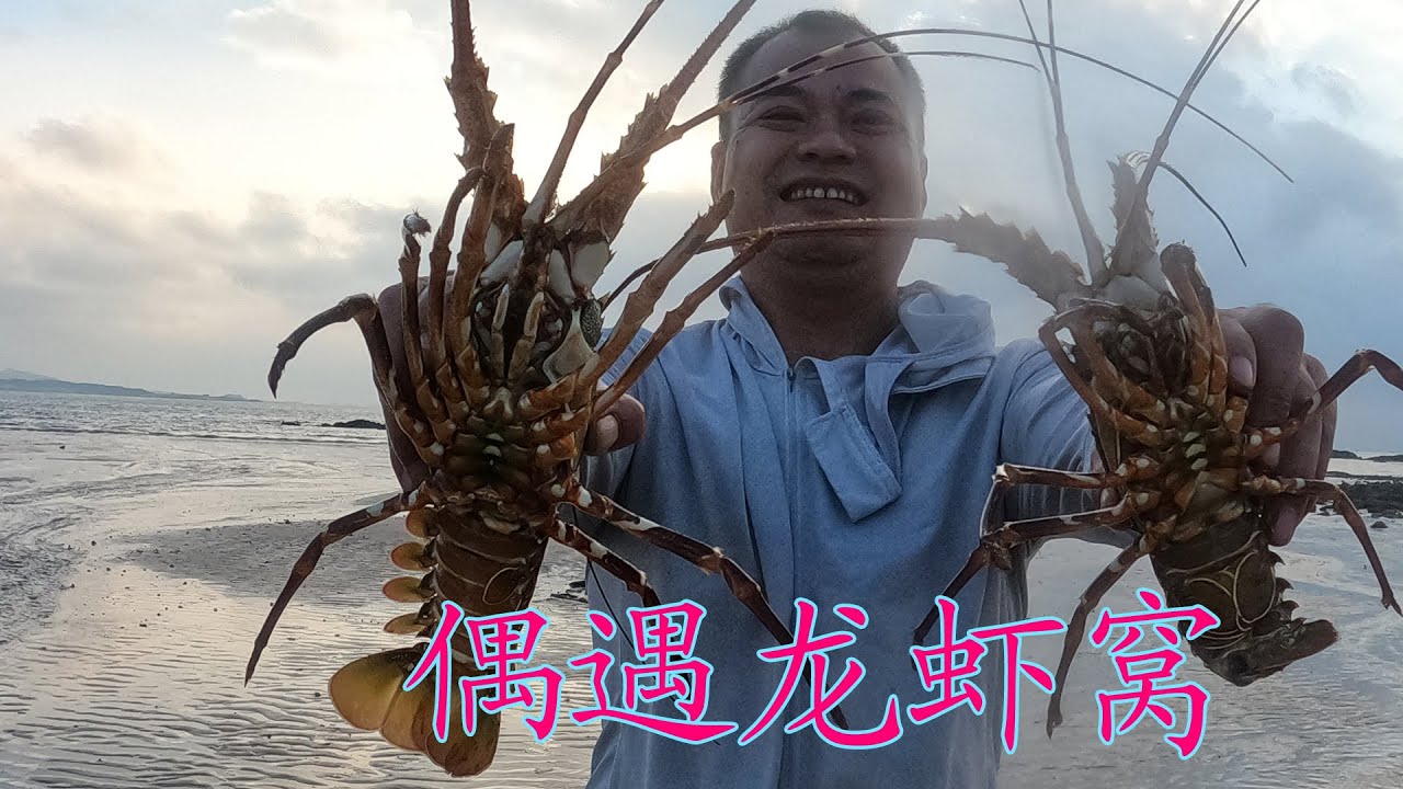 大熊赶在海大石头下偶遇龙虾窝，一只接一只抓到爽，直接发财了
