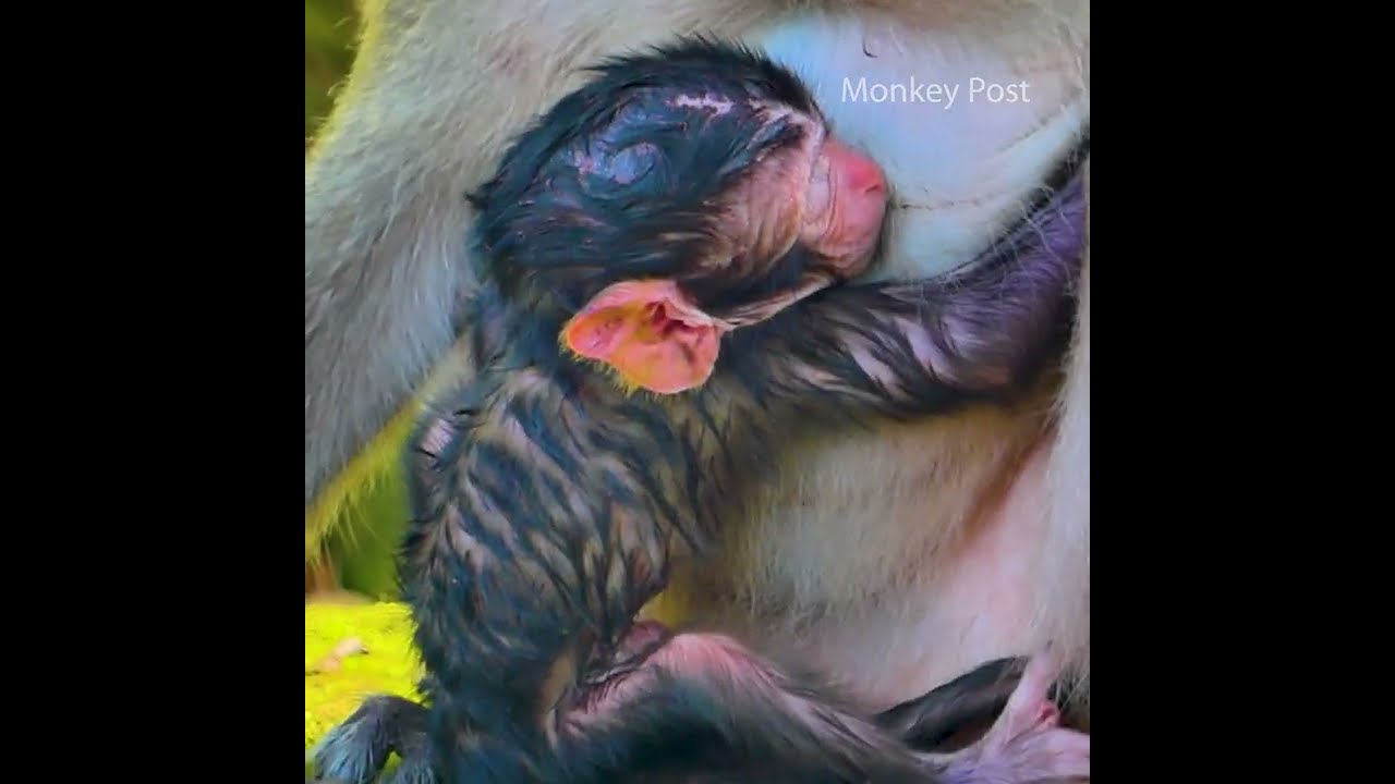 Breastfeeding with Love: A Mom&rsquo;s Path to Newborn Wellness