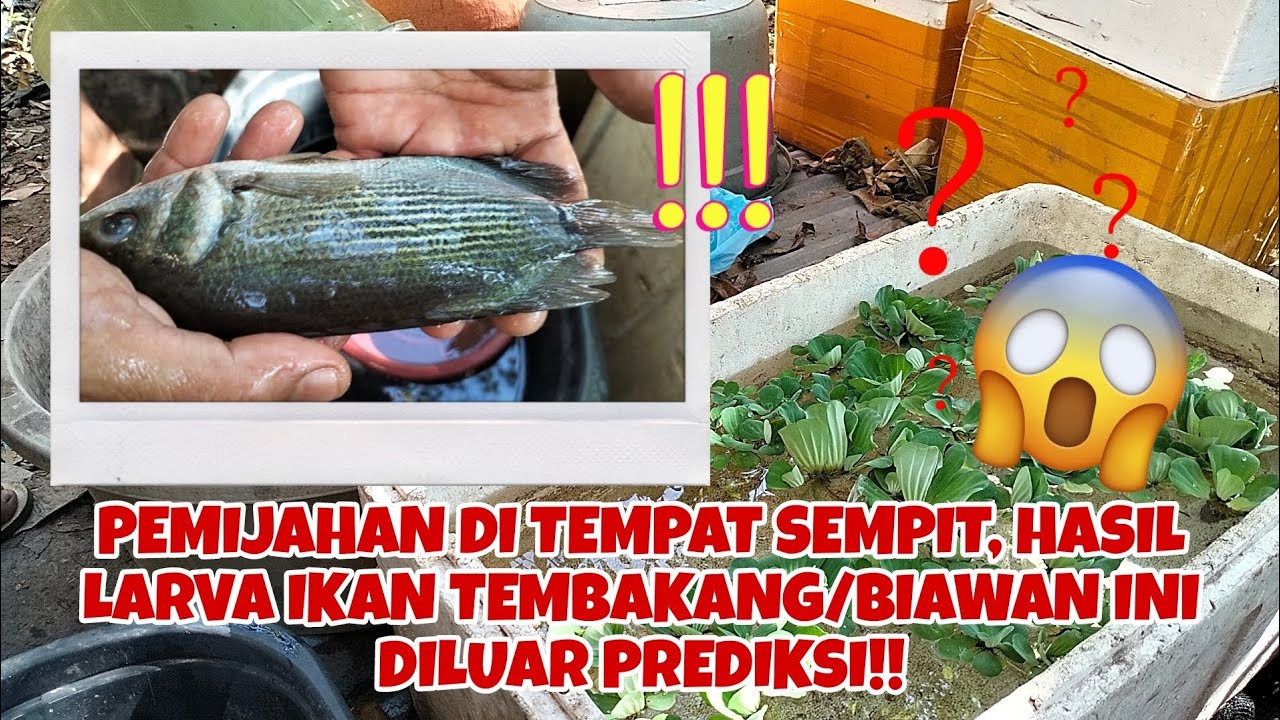 PEMIJAHAN IKAN TEMBAKANG/BIAWAN DITEMPAT SEMPIT, MENGHASILKAN LARVA DAN TETAP TUMPAH RUAH??!