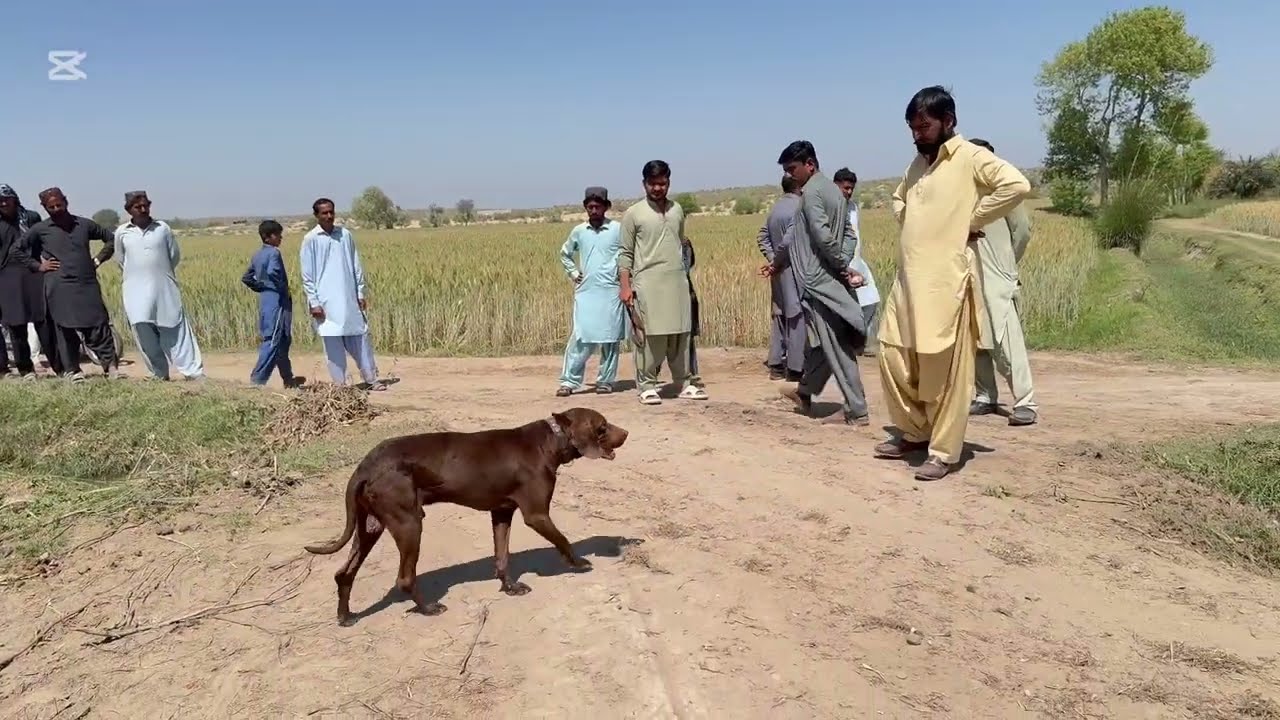 Khogi kutta || کھوجی کتے سچ یا جھوٹ ویڈیو دیکھ کر فیصلہ کریں