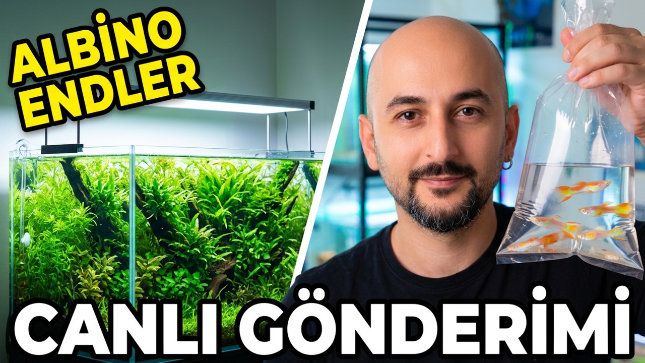Как я отправляю рыб? 📦 Подарок для @Hobihanem + Новости из моих аквариумов 🐟