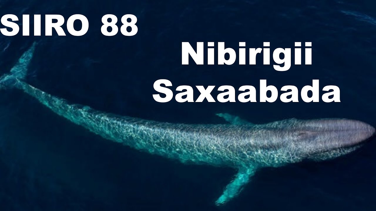 SIIRO 88 | Saxaabadii Sariyada baxay & Nibirigii waynaa