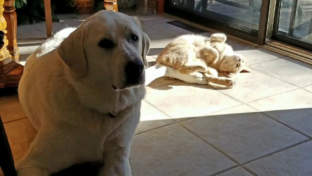 Captain Steve's Dog Lily