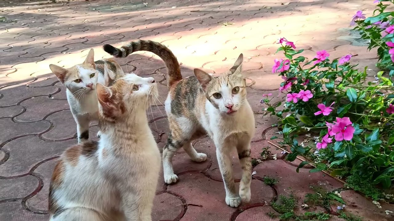 Cat & Kitten Crying for Breakfast/ പ്രഭാത ഭക്ഷണത്തിനുള്ള കരച്ചിൽ