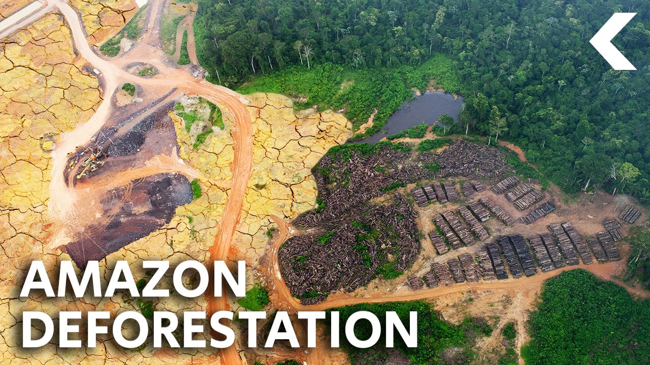 What Ever Happened To Saving The Rainforest?