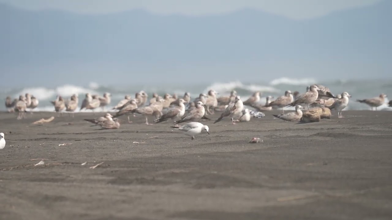 遺鷗 Relict Gull  𝐼𝑐ℎ𝑡ℎ𝑦𝑎𝑒𝑡𝑢𝑠 𝑟𝑒𝑙𝑖𝑐𝑡𝑢𝑠 2