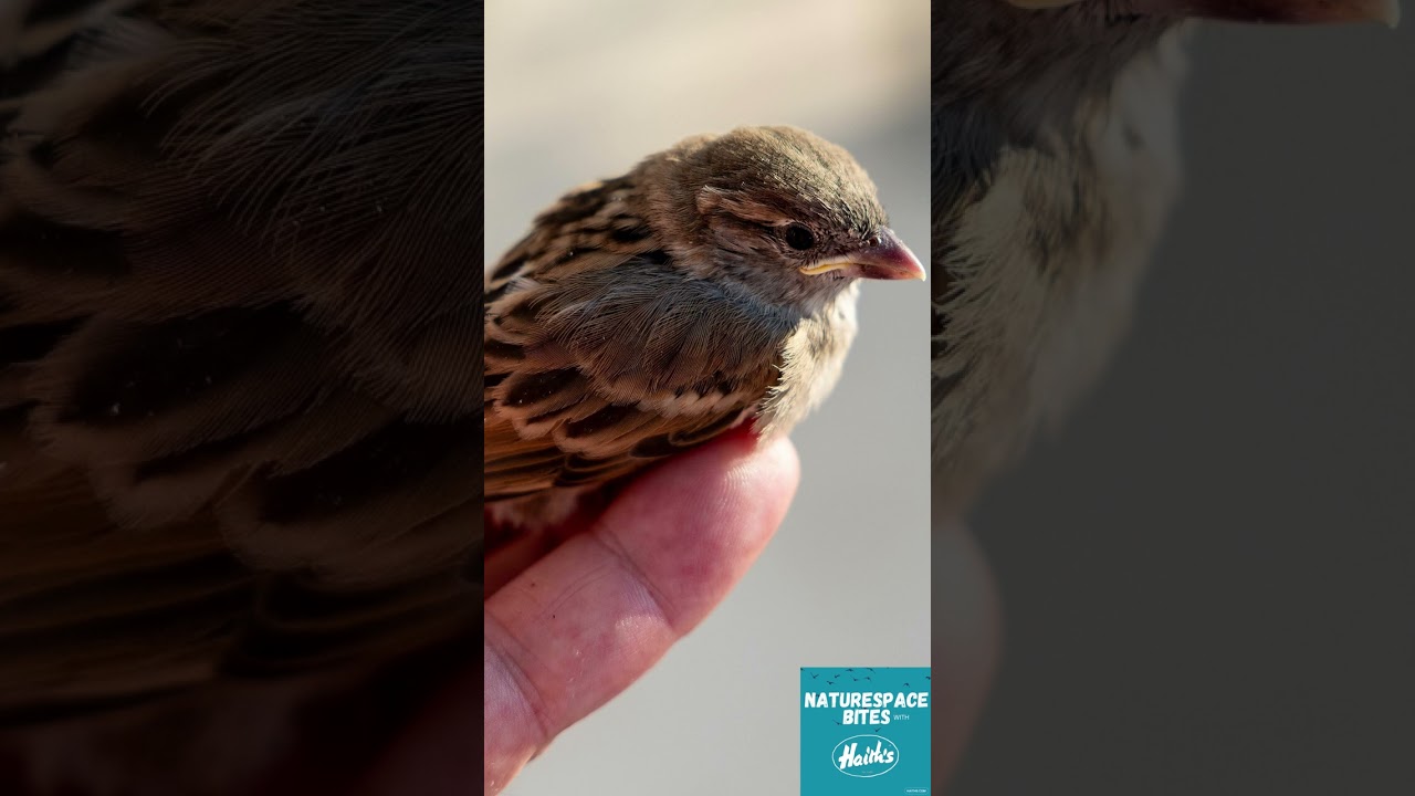 What To Do If You Find a Baby Bird on the Ground