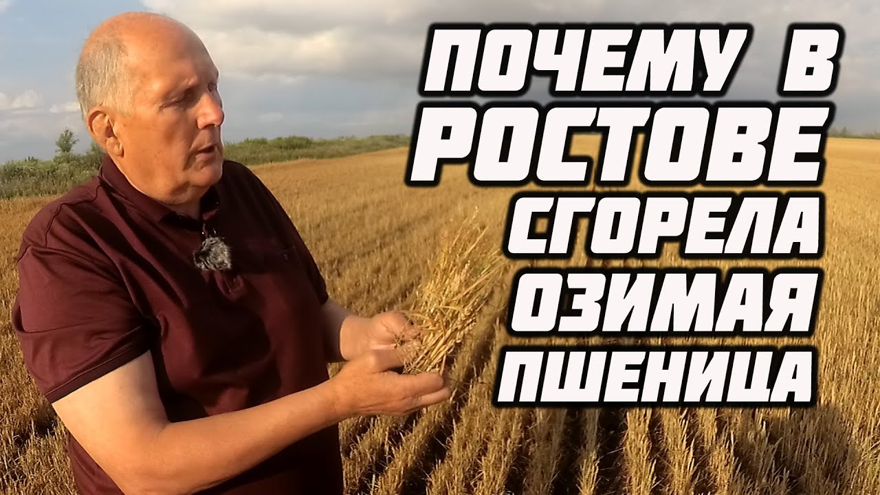Почему сгорела пшеница в Ростовской области.