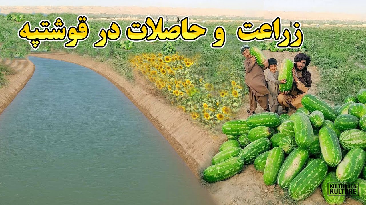 حاصلات امسال در کنار کانال قوشتپه ، زراعت در  زمینهای کنار کانال قوشتپه |QOSHTEPE CANAL