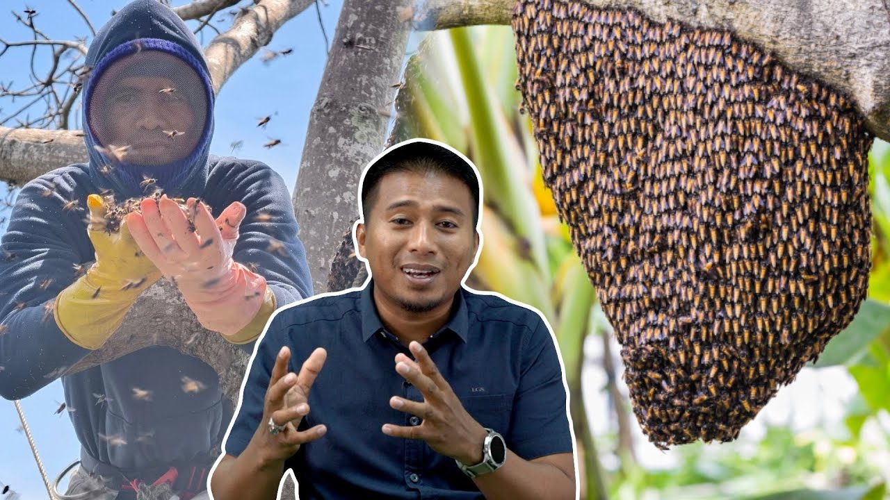 Apa Beza Lebah Tualang dengan Lebah Biasa?