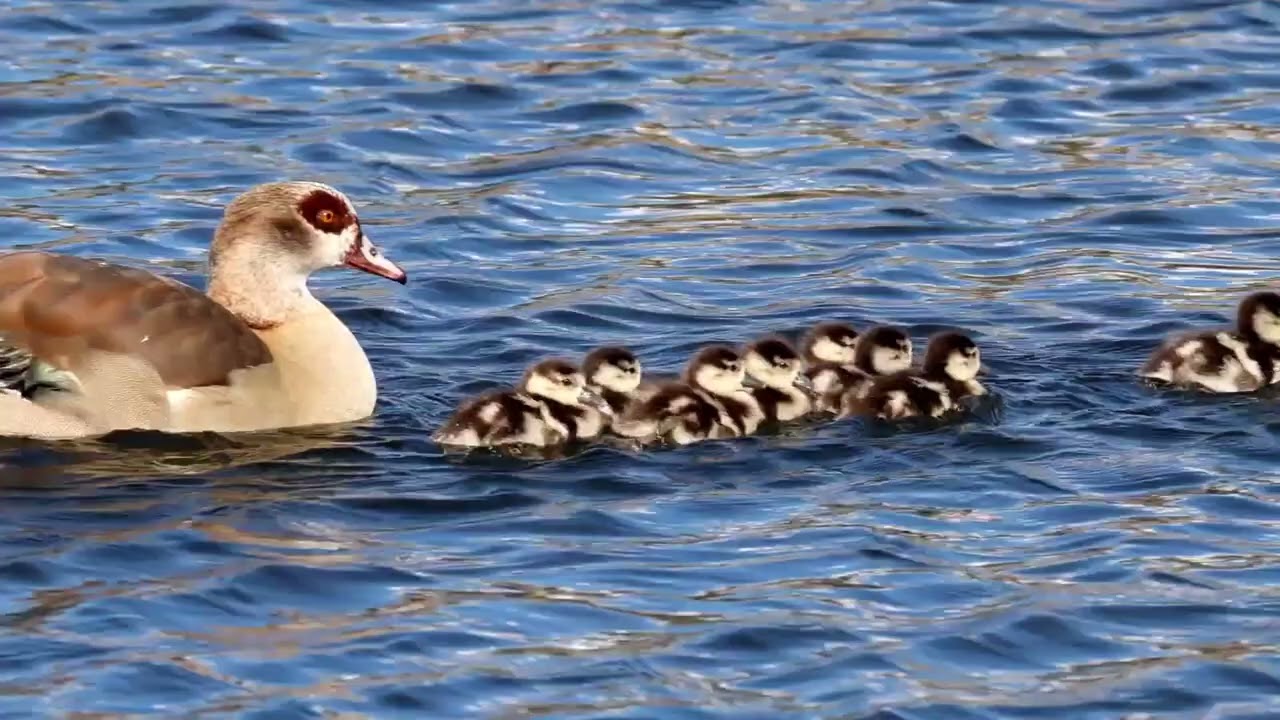 Die ersten jungen Nilgänse in diesem Jahr 