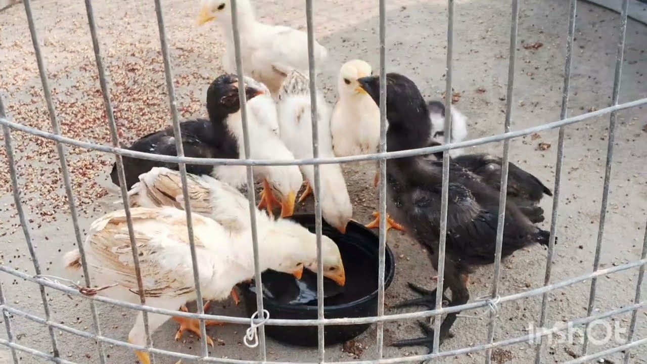 Healthy Chicks 🐥Raj&Raju Farms 🐥