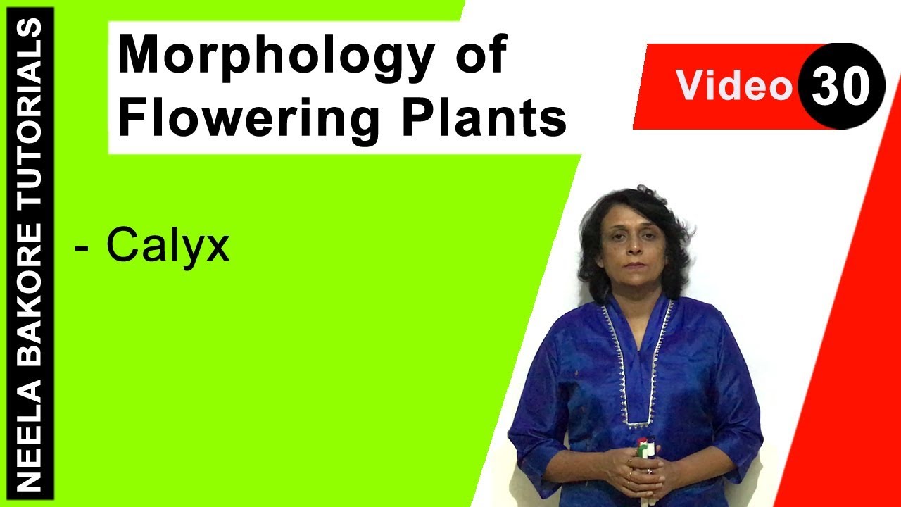 Morphology of Flowering Plants | NEET | Calyx | Neela Bakore Tutorials