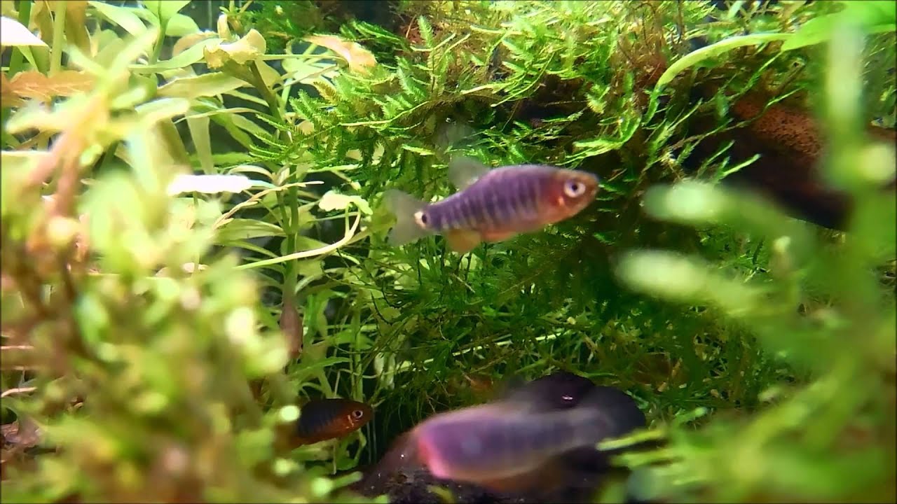 Danio erythromicron (Microrasbora erythromicron)