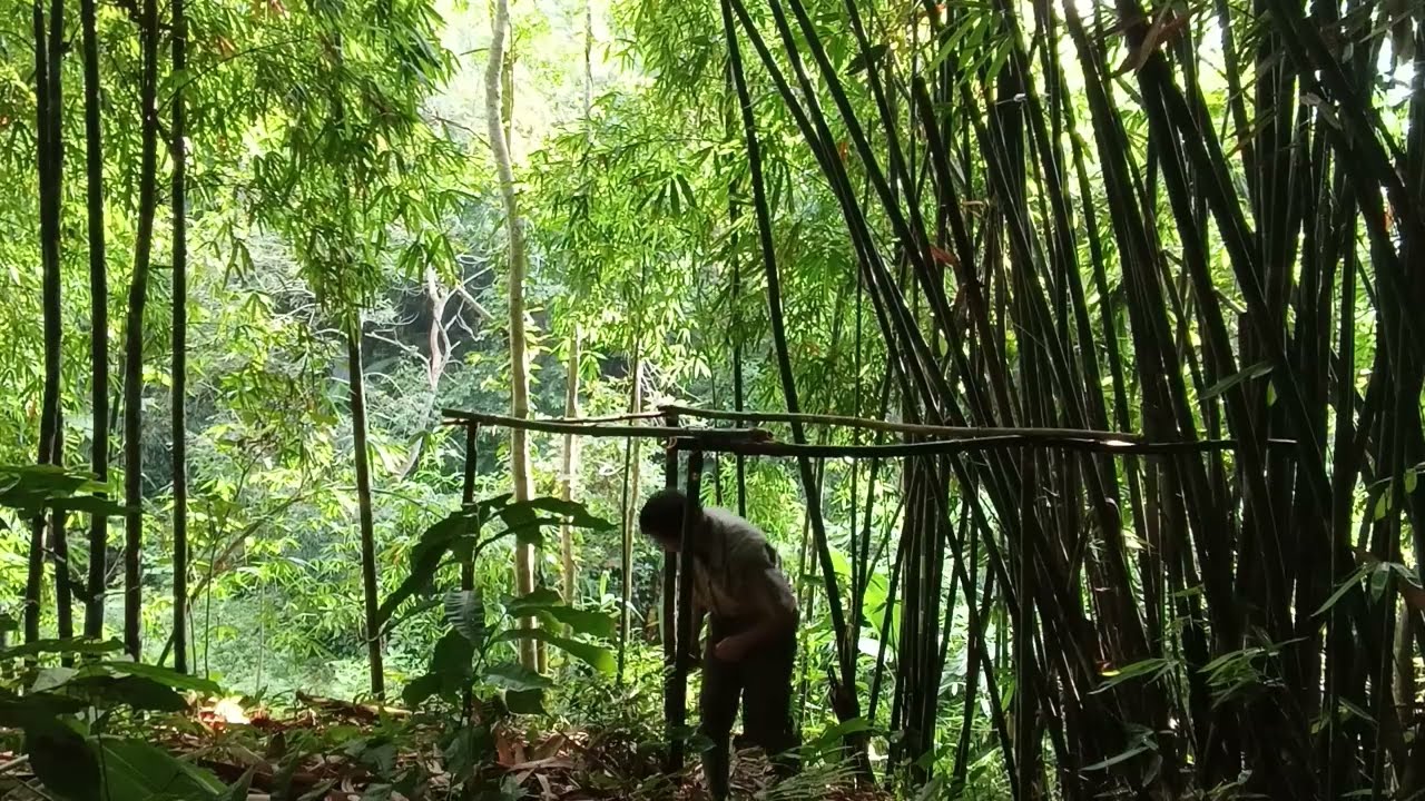 Sinh tồn trong rừng sâu 