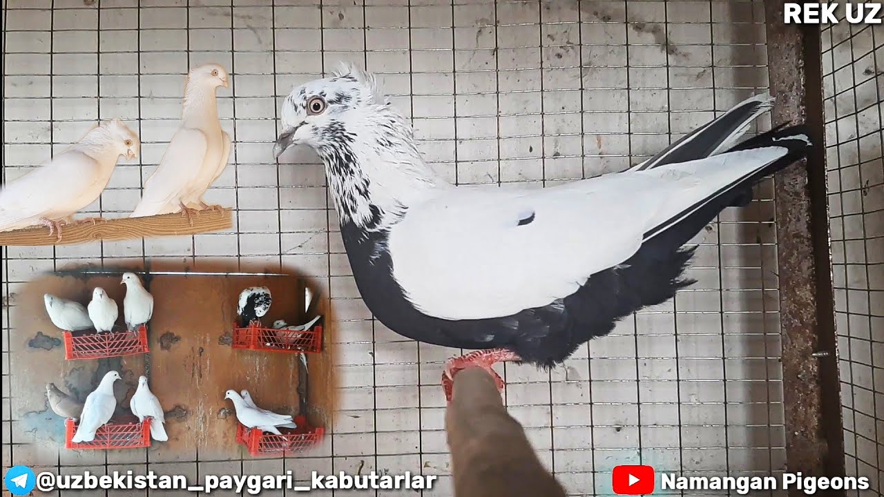 Каптарларни зурлари Андижаниский парода📞999753002 Рубин Ок эронлар Kabutarlar toza parodalari pigeon