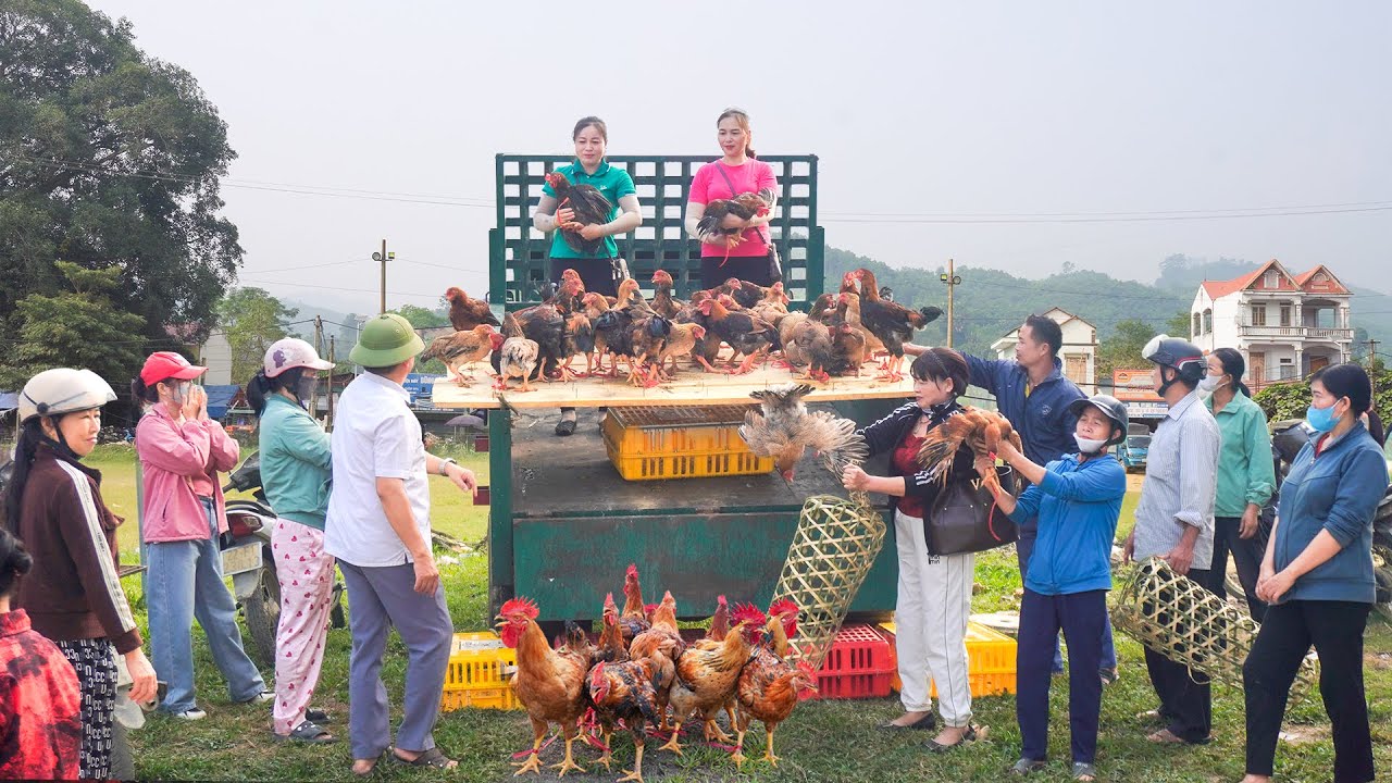 120 Days Use a truck (Daily Farm) to transport many ducks and chicken to sell at the country market.