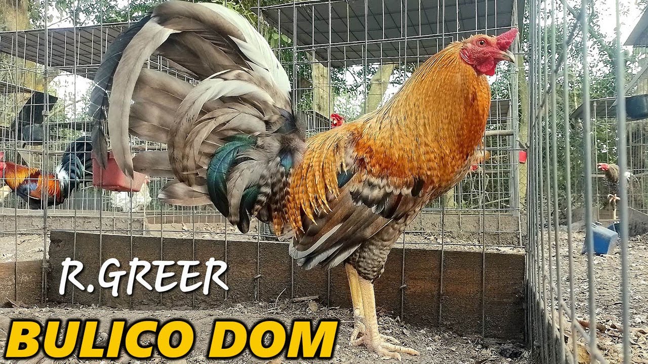 Bulico Dom Possum Sweater GRANJA R. GREER Mexico Beautiful Birds